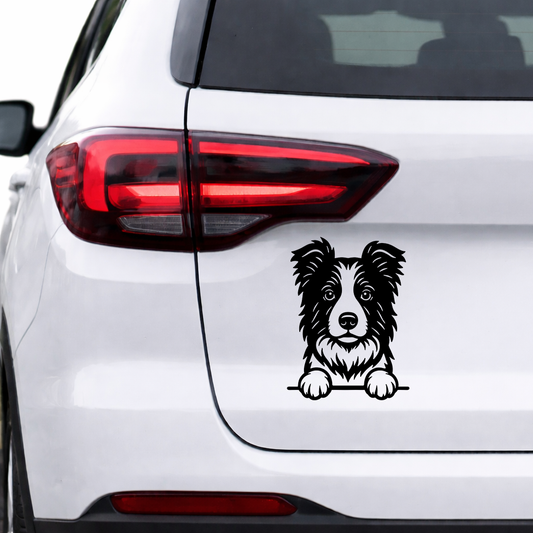 Naklejka Border Collie