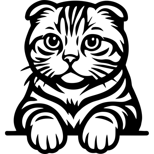 Kot Szkocki Zwisłouchy